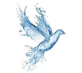 Water splash birds png