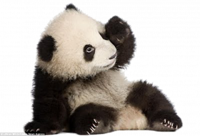 weeping panda transprent png