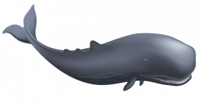 Whale PNG Hd