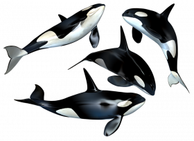 Whales hd png download