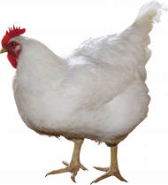 white chicken png image