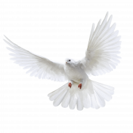 white flying pigeon png image