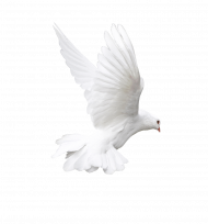 White flying pigeon png image