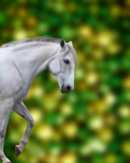 White horse editing background