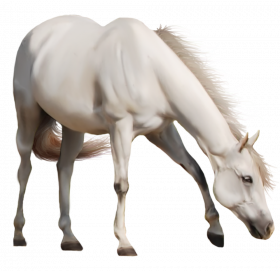 White horse hd png download