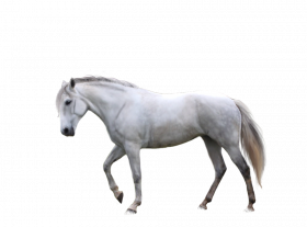 White horse Horse transparent background