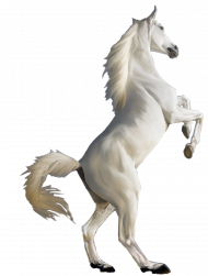 White horse png image image with transparent background