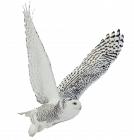 White owl hd png