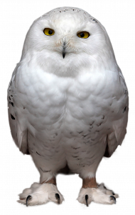 White owl transparent png image