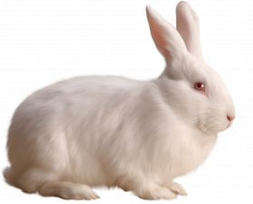white rabbit png image