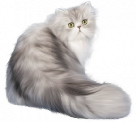 White  Transparent Background Cat Png, Png Download