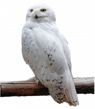 White ullu hd png