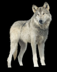 White wolf png download