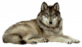white wolf png image picture download