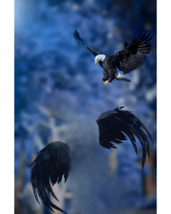 Wing background for editing