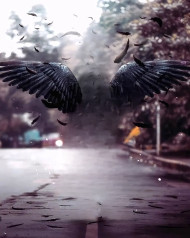 Wing hd cb background