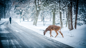 Winter animal deer hd background