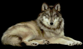 wolf png download