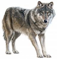 Wolf png images,wolf transparent png images