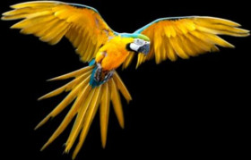 Yello parrot png