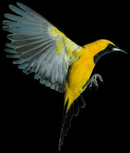 Yellow bird png