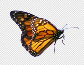 Yellow butterfly png